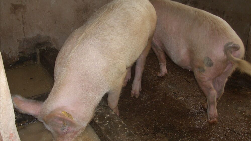 Uganda Schweinestall 2010