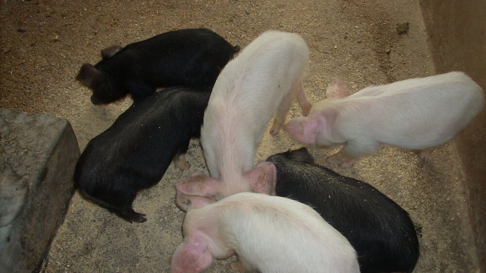 Uganda Schweinestall 2010