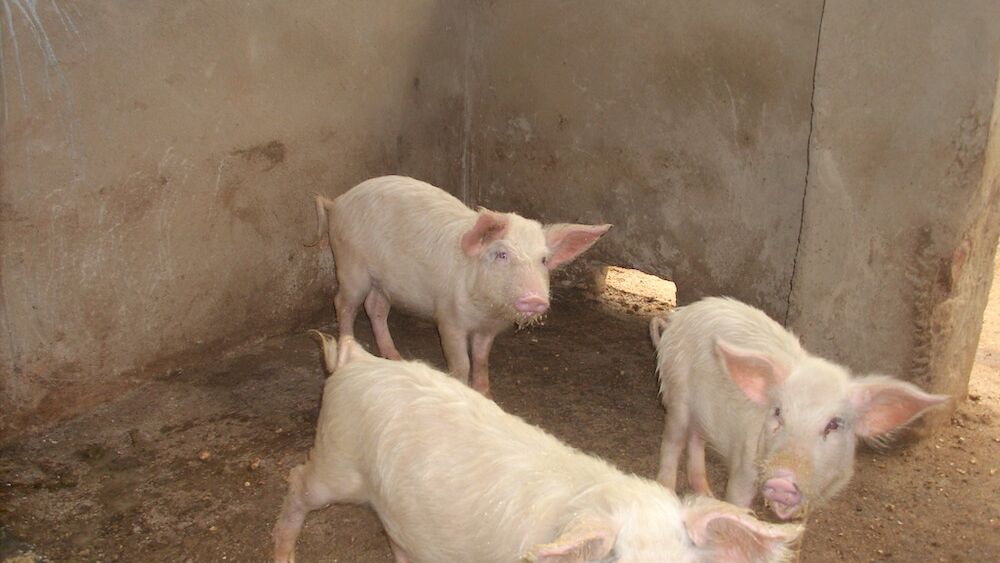 Uganda Schweinestall 2010