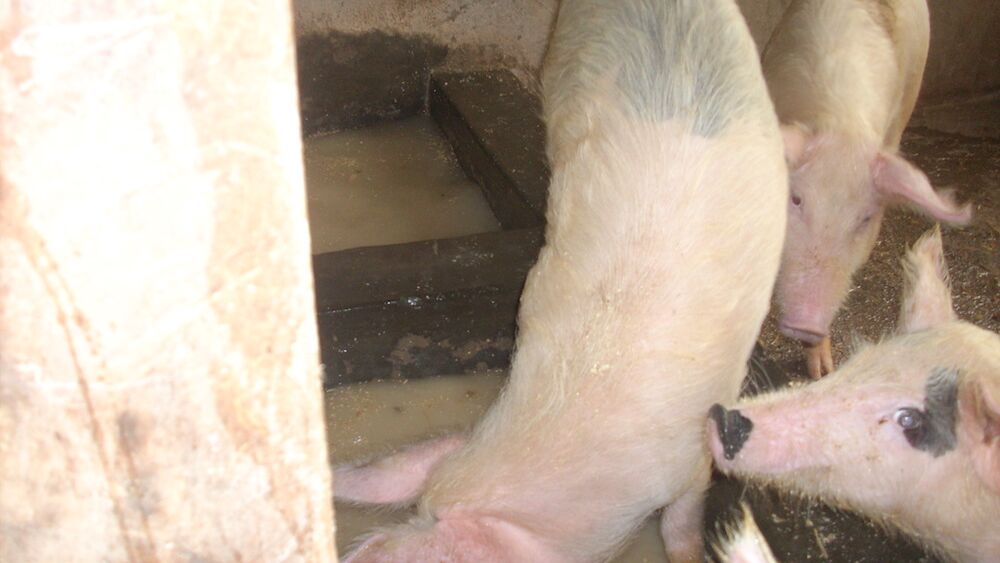 Uganda Schweinestall 2010