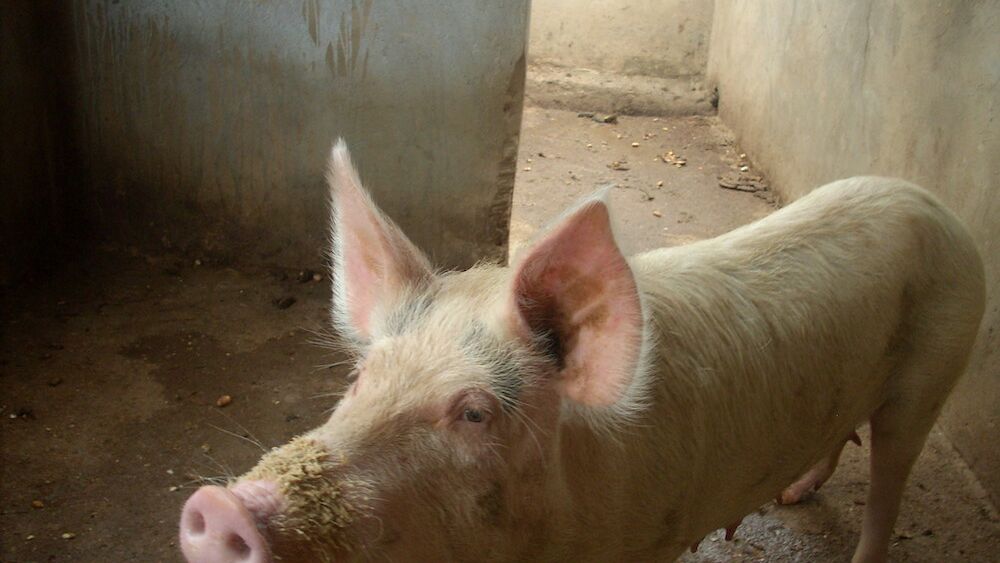 Uganda Schweinestall 2010